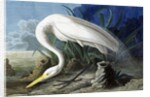 Great Egret, Casmerodius Albus, 1845 by John J. Audubon