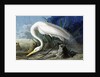 Great Egret, Casmerodius Albus, 1845 by John J. Audubon