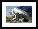 Great Egret, Casmerodius Albus, 1845 by John J. Audubon
