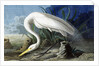 Great Egret, Casmerodius Albus, 1845 by John J. Audubon