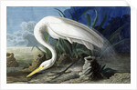 Great Egret, Casmerodius Albus, 1845 by John J. Audubon