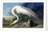 Great Egret, Casmerodius Albus, 1845 by John J. Audubon