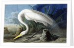 Great Egret, Casmerodius Albus, 1845 by John J. Audubon