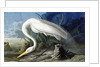 Great Egret, Casmerodius Albus, 1845 by John J. Audubon