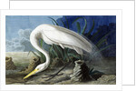Great Egret, Casmerodius Albus, 1845 by John J. Audubon