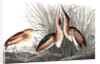Least Bittern, Ixobrychus Exilis, 1845 by John J. Audubon