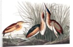 Least Bittern, Ixobrychus Exilis, 1845 by John J. Audubon