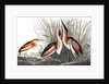 Least Bittern, Ixobrychus Exilis, 1845 by John J. Audubon