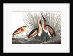 Least Bittern, Ixobrychus Exilis, 1845 by John J. Audubon
