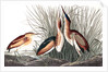 Least Bittern, Ixobrychus Exilis, 1845 by John J. Audubon