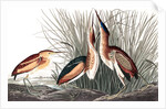 Least Bittern, Ixobrychus Exilis, 1845 by John J. Audubon