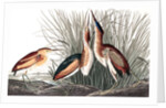 Least Bittern, Ixobrychus Exilis, 1845 by John J. Audubon