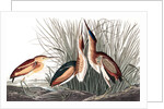 Least Bittern, Ixobrychus Exilis, 1845 by John J. Audubon