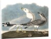 Ring-Billed Gull, Larus Delawarensis, 1845 by John J. Audubon