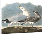 Ring-Billed Gull, Larus Delawarensis, 1845 by John J. Audubon