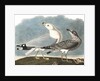 Ring-Billed Gull, Larus Delawarensis, 1845 by John J. Audubon