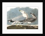Ring-Billed Gull, Larus Delawarensis, 1845 by John J. Audubon
