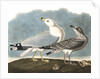 Ring-Billed Gull, Larus Delawarensis, 1845 by John J. Audubon