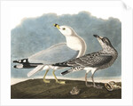 Ring-Billed Gull, Larus Delawarensis, 1845 by John J. Audubon