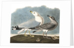 Ring-Billed Gull, Larus Delawarensis, 1845 by John J. Audubon