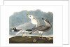 Ring-Billed Gull, Larus Delawarensis, 1845 by John J. Audubon