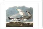 Ring-Billed Gull, Larus Delawarensis, 1845 by John J. Audubon