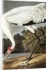Hooping Crane, Grus Americana, 1845 by John J. Audubon