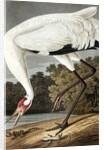Hooping Crane, Grus Americana, 1845 by John J. Audubon