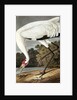 Hooping Crane, Grus Americana, 1845 by John J. Audubon