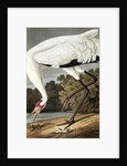 Hooping Crane, Grus Americana, 1845 by John J. Audubon