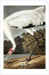 Hooping Crane, Grus Americana, 1845 by John J. Audubon