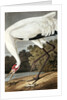 Hooping Crane, Grus Americana, 1845 by John J. Audubon
