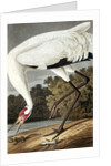 Hooping Crane, Grus Americana, 1845 by John J. Audubon