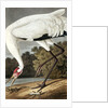 Hooping Crane, Grus Americana, 1845 by John J. Audubon
