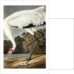Hooping Crane, Grus Americana, 1845 by John J. Audubon