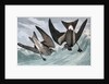 Fork Tailed Petrel, Thalassidroma Leachii, 1845 by John J. Audubon