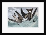 Fork Tailed Petrel, Thalassidroma Leachii, 1845 by John J. Audubon