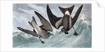 Fork Tailed Petrel, Thalassidroma Leachii, 1845 by John J. Audubon
