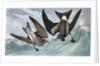 Fork Tailed Petrel, Thalassidroma Leachii, 1845 by John J. Audubon