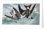 Fork Tailed Petrel, Thalassidroma Leachii, 1845 by John J. Audubon