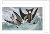 Fork Tailed Petrel, Thalassidroma Leachii, 1845 by John J. Audubon