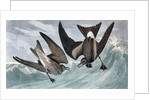 Fork Tailed Petrel, Thalassidroma Leachii, 1845 by John J. Audubon