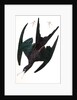 Frigate Pelican, Tachypetes Aquilis, 1845 by John J. Audubon
