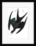 Frigate Pelican, Tachypetes Aquilis, 1845 by John J. Audubon