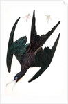 Frigate Pelican, Tachypetes Aquilis, 1845 by John J. Audubon