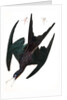 Frigate Pelican, Tachypetes Aquilis, 1845 by John J. Audubon