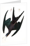 Frigate Pelican, Tachypetes Aquilis, 1845 by John J. Audubon