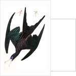 Frigate Pelican, Tachypetes Aquilis, 1845 by John J. Audubon