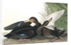 Dusky Duck, Anas Obscura, 1845 by John J. Audubon