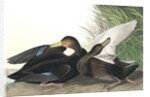 Dusky Duck, Anas Obscura, 1845 by John J. Audubon